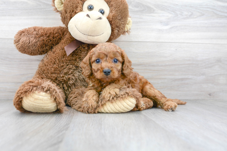 Petite Cavapoo Poodle Mix Pup