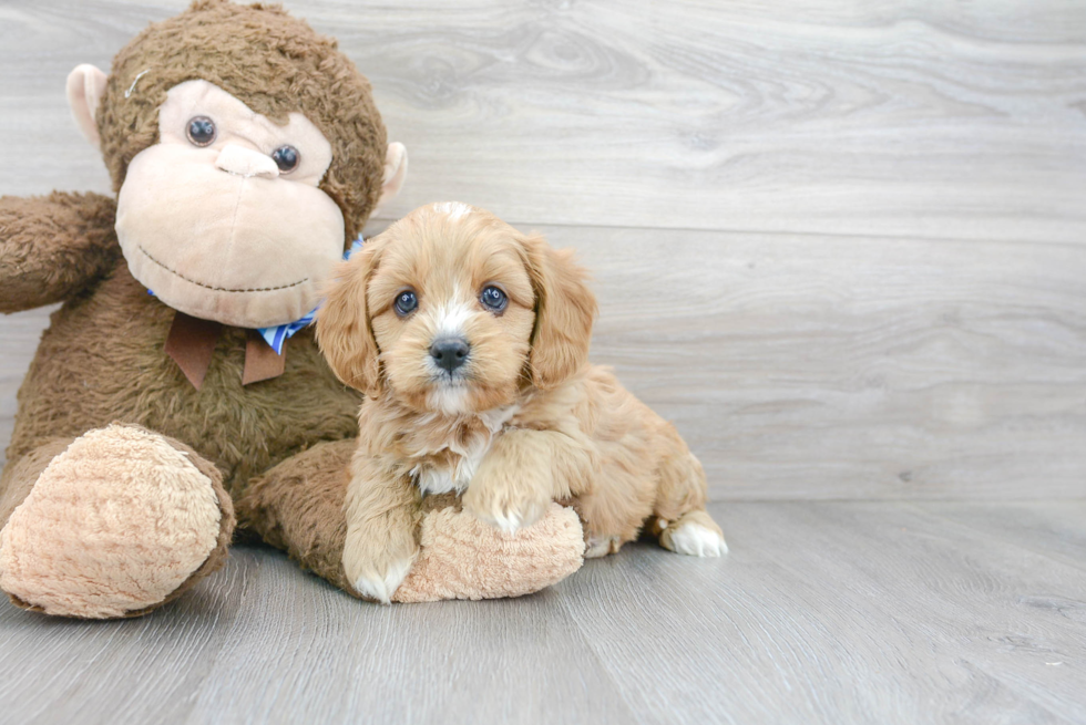 Cavapoo Pup Being Cute