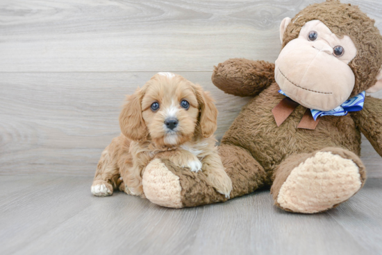 Little Cavoodle Poodle Mix Puppy