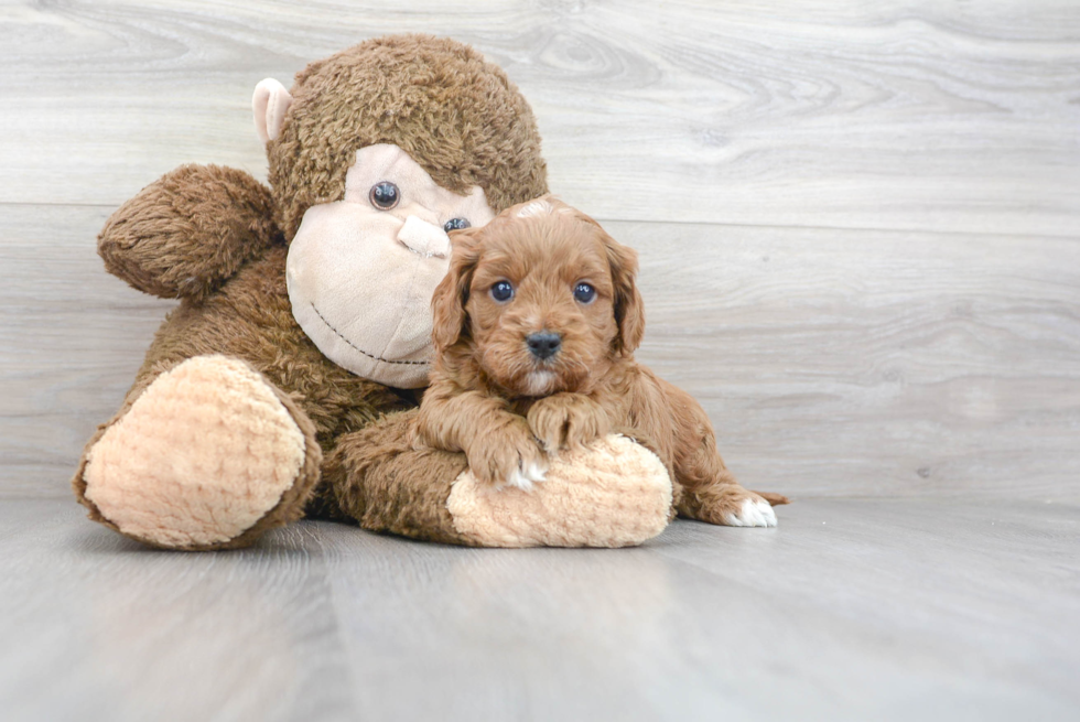 Cavapoo Pup Being Cute