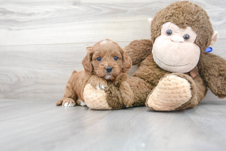 Cute Cavapoo Baby