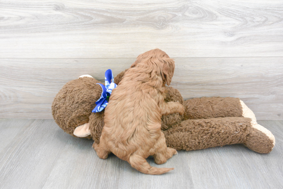 Best Cavapoo Baby