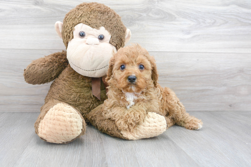 Cavapoo Pup Being Cute