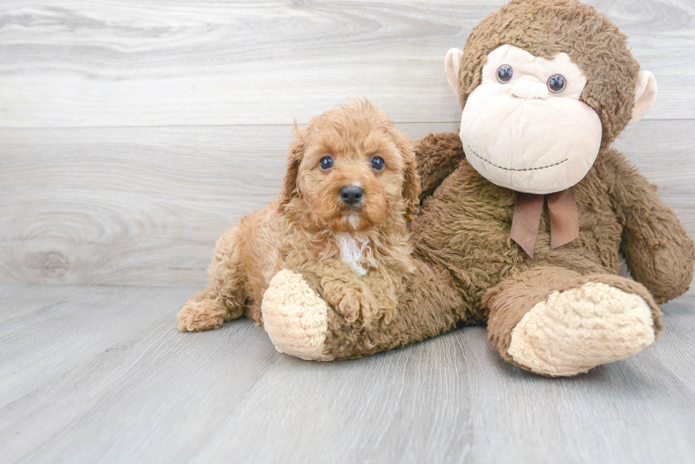 Smart Cavapoo Poodle Mix Pup