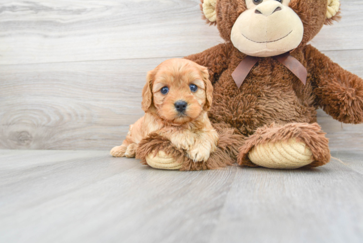 Cavapoo Puppy for Adoption