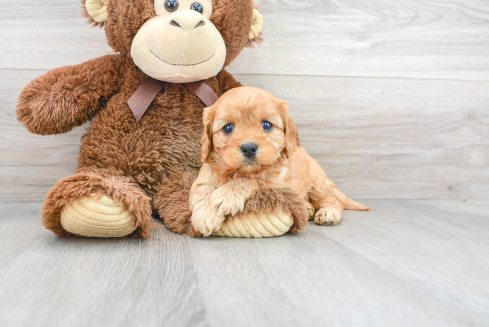 Cavapoo Puppy for Adoption