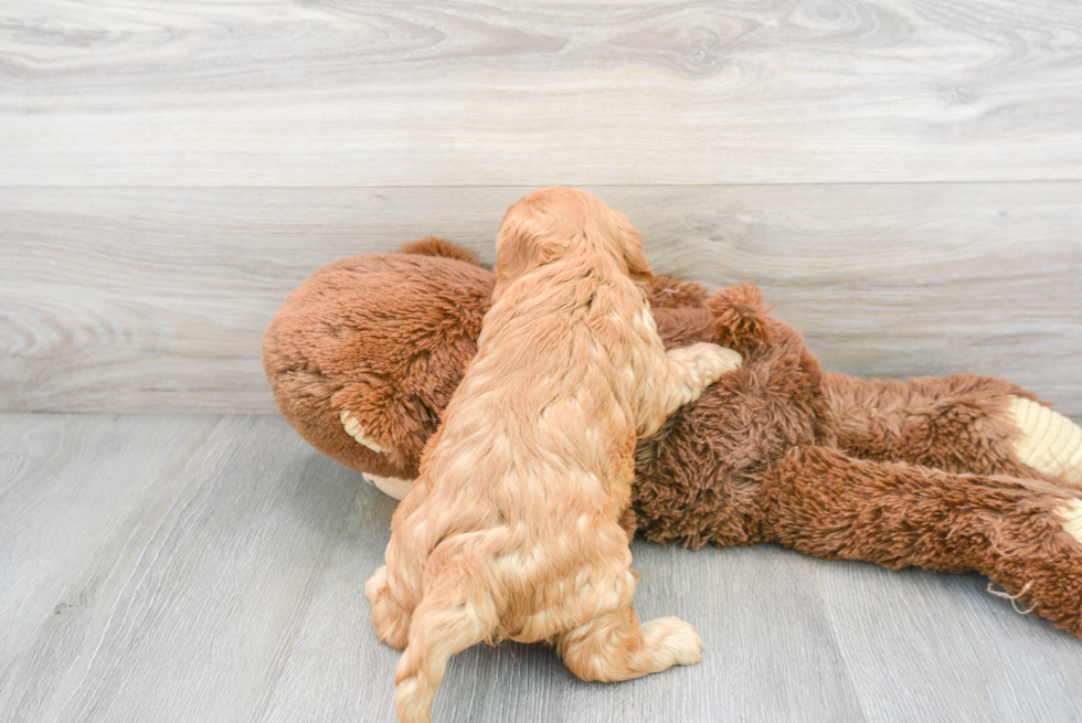 Cavapoo Pup Being Cute