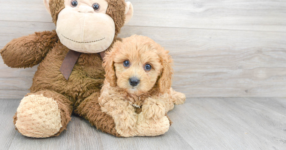 Funny Cavapoo Heath: 4lb 2oz Doodle Puppy