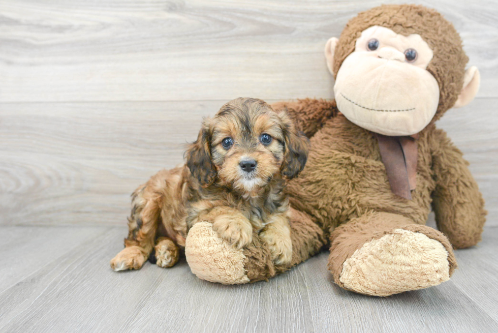 Little Cavoodle Poodle Mix Puppy