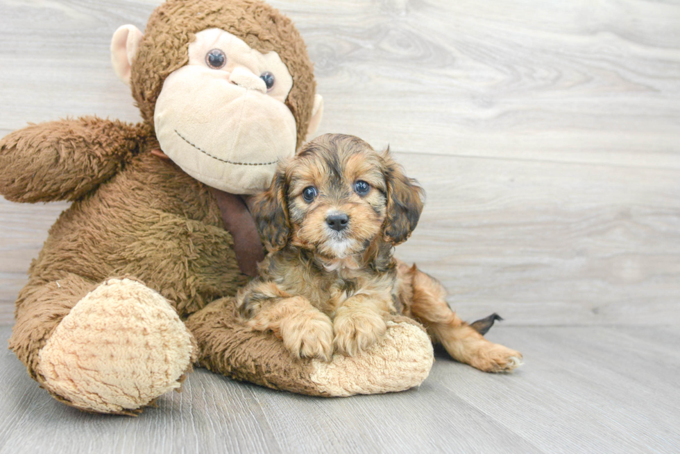 Hypoallergenic Cavoodle Poodle Mix Puppy