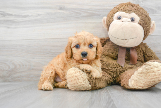 Popular Cavapoo Poodle Mix Pup