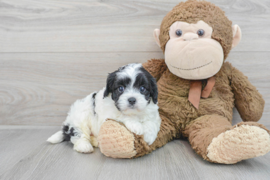 Best Cavapoo Baby