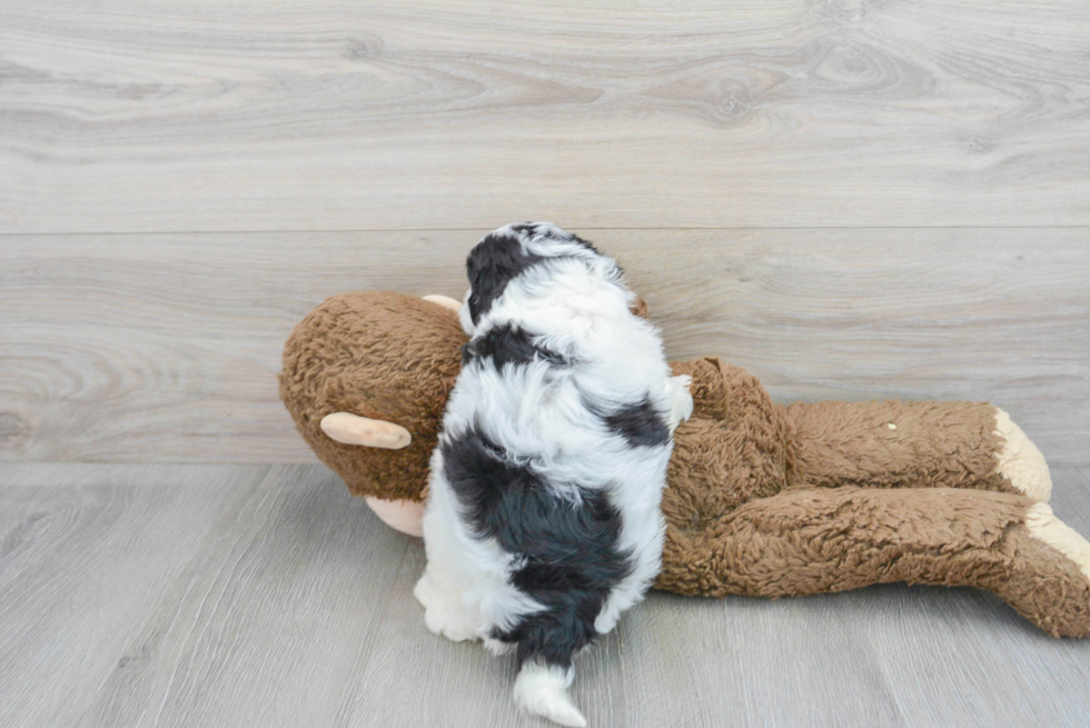 Petite Cavapoo Poodle Mix Pup