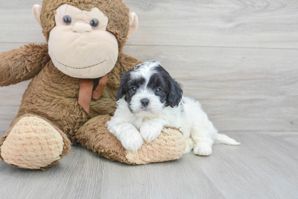 Cavapoo Pup Being Cute