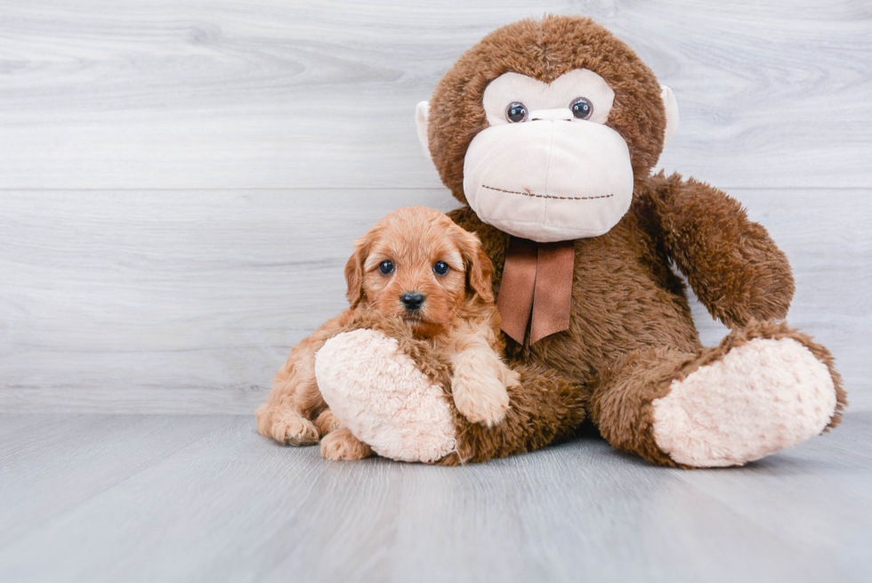 Popular Cavapoo Poodle Mix Pup