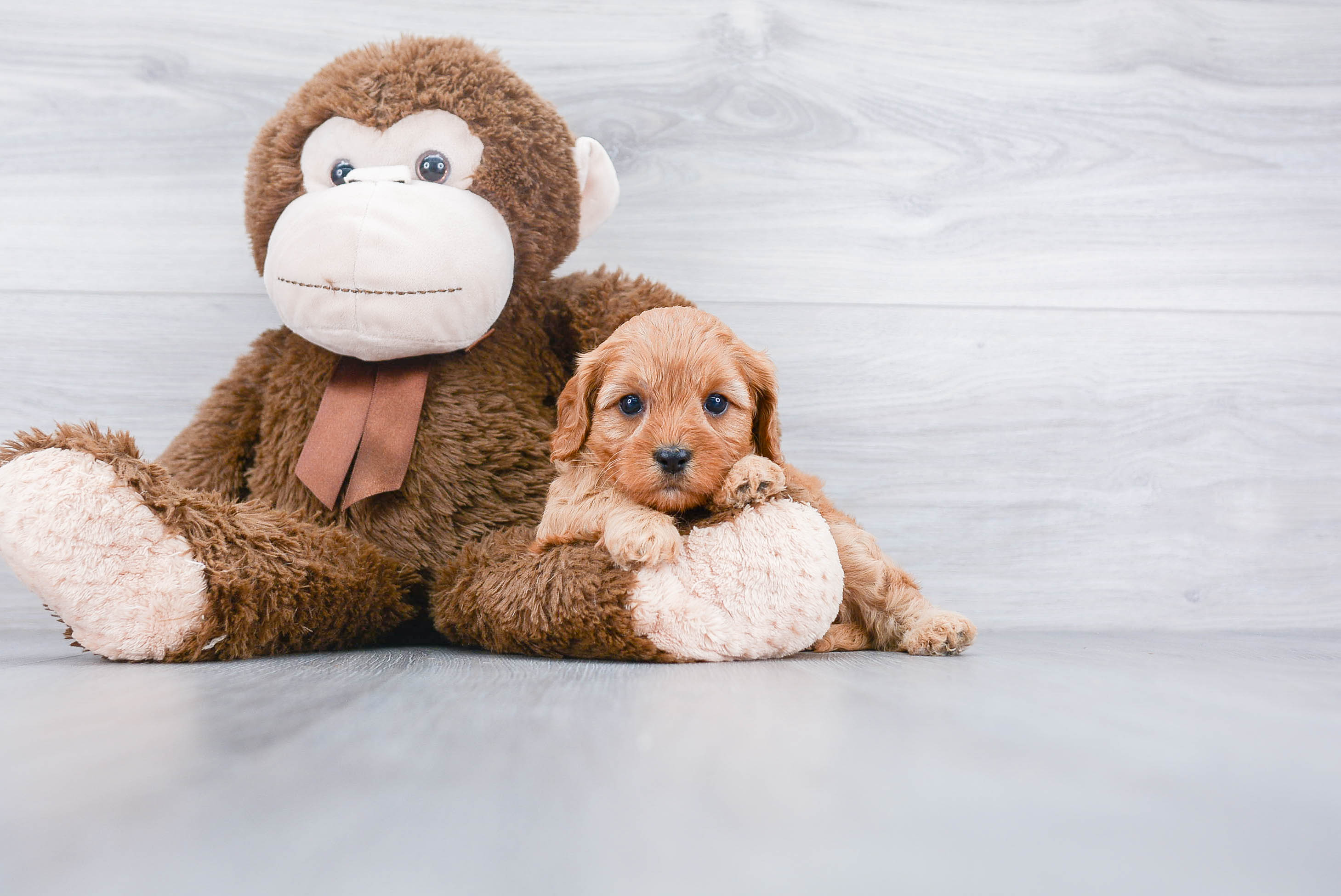Happy Cavapoo Baby