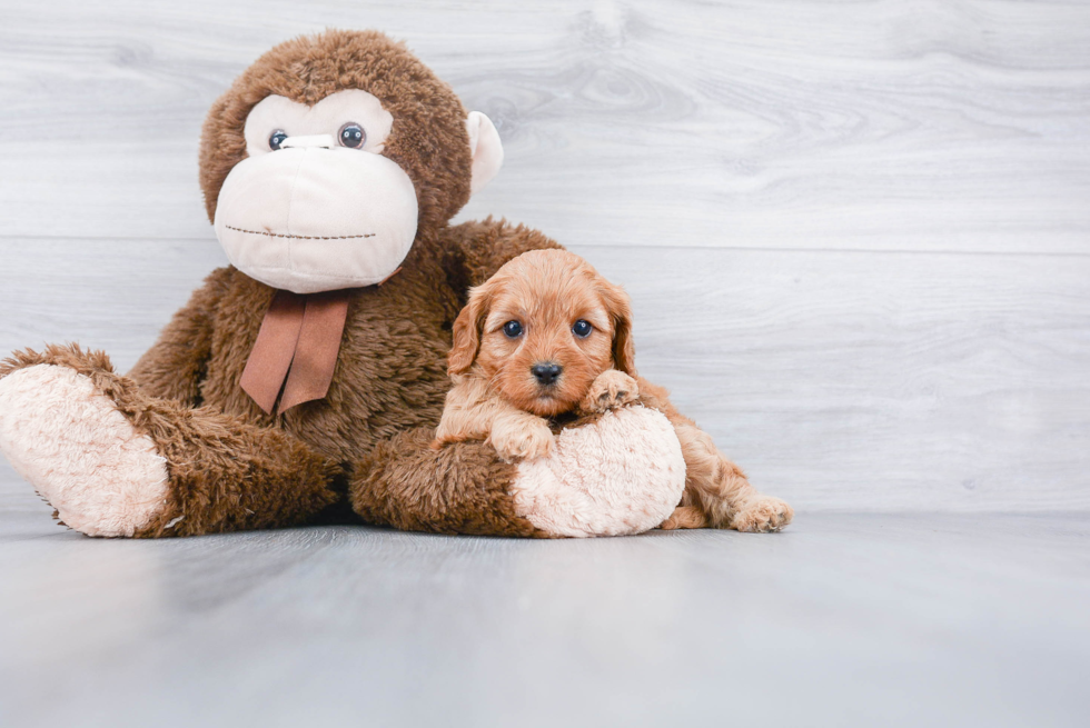 Happy Cavapoo Baby