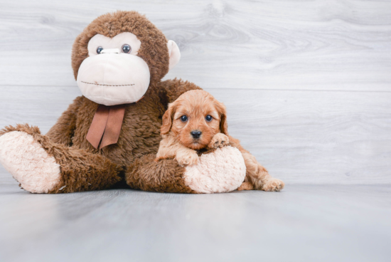 Happy Cavapoo Baby