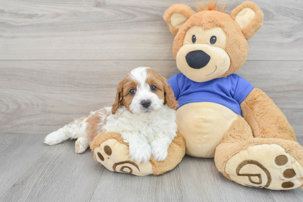 Cavapoo Pup Being Cute