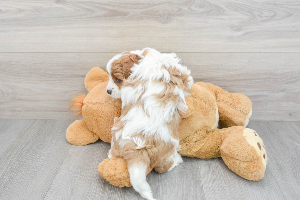 Cavapoo Pup Being Cute