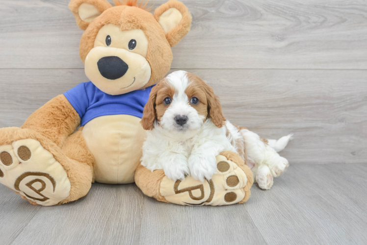 Small Cavapoo Baby