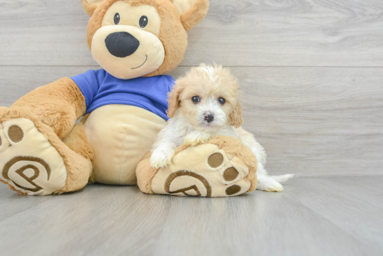 Cavapoo Pup Being Cute