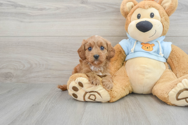 Petite Cavapoo Poodle Mix Pup