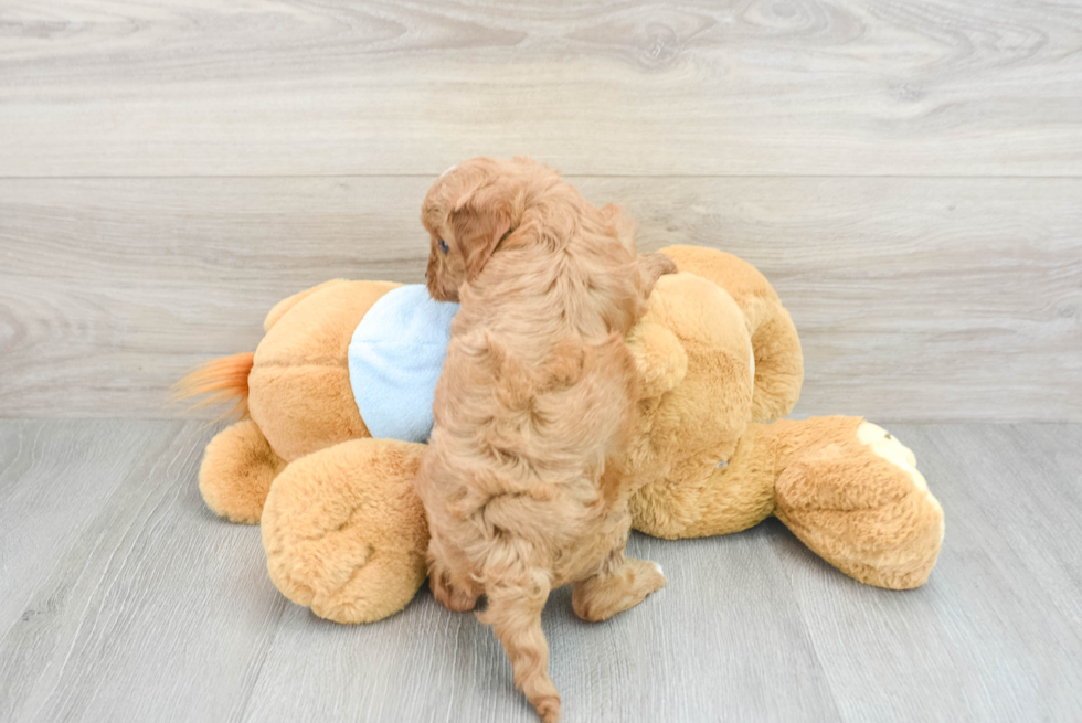 Cavapoo Pup Being Cute