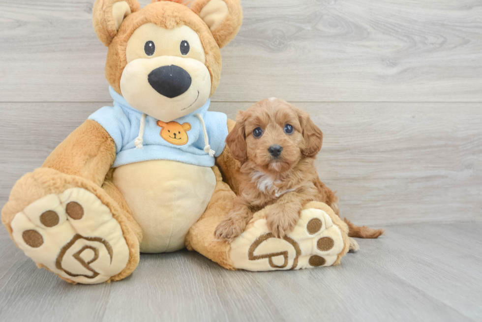 Cavapoo Pup Being Cute