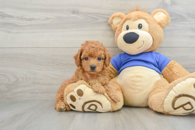 Cavapoo Pup Being Cute