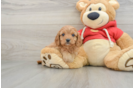 Cavapoo Puppy for Adoption