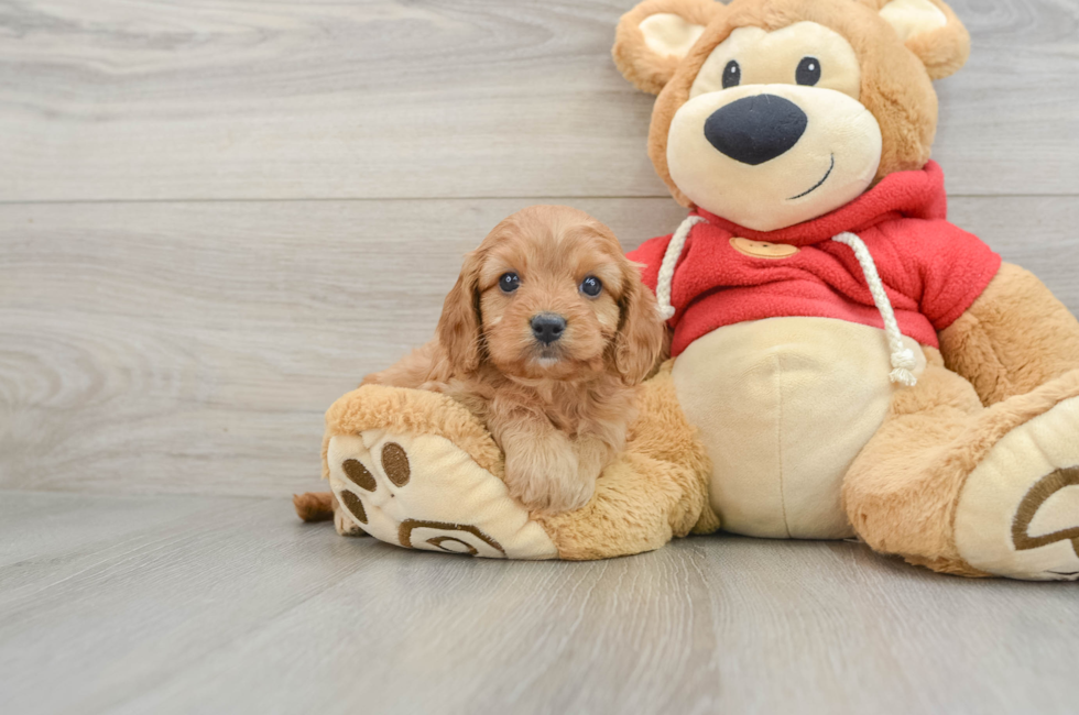 6 week old Cavapoo Puppy For Sale - Premier Pups