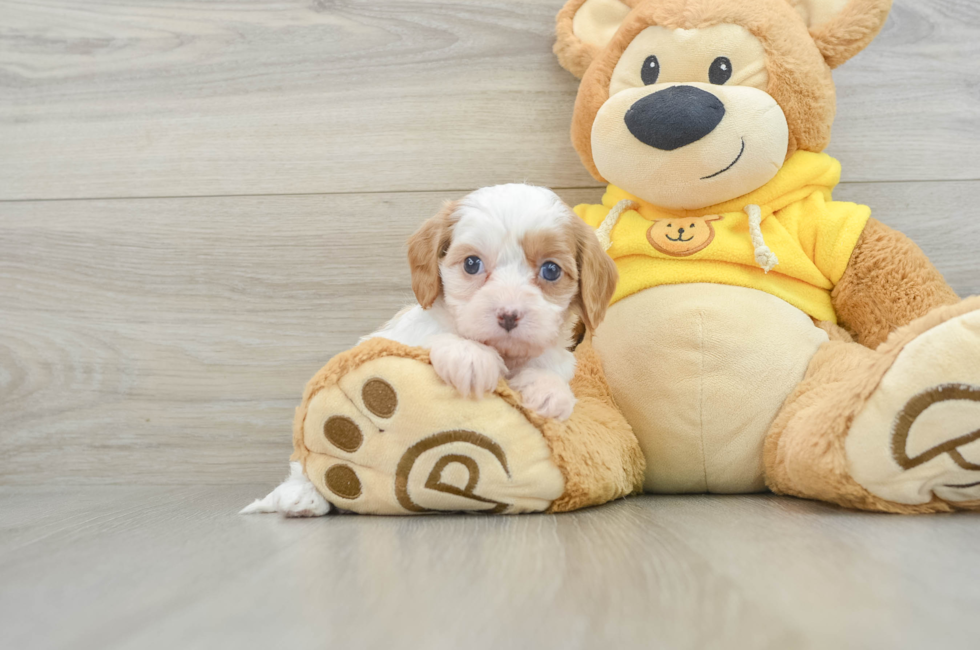 8 week old Cavapoo Puppy For Sale - Premier Pups