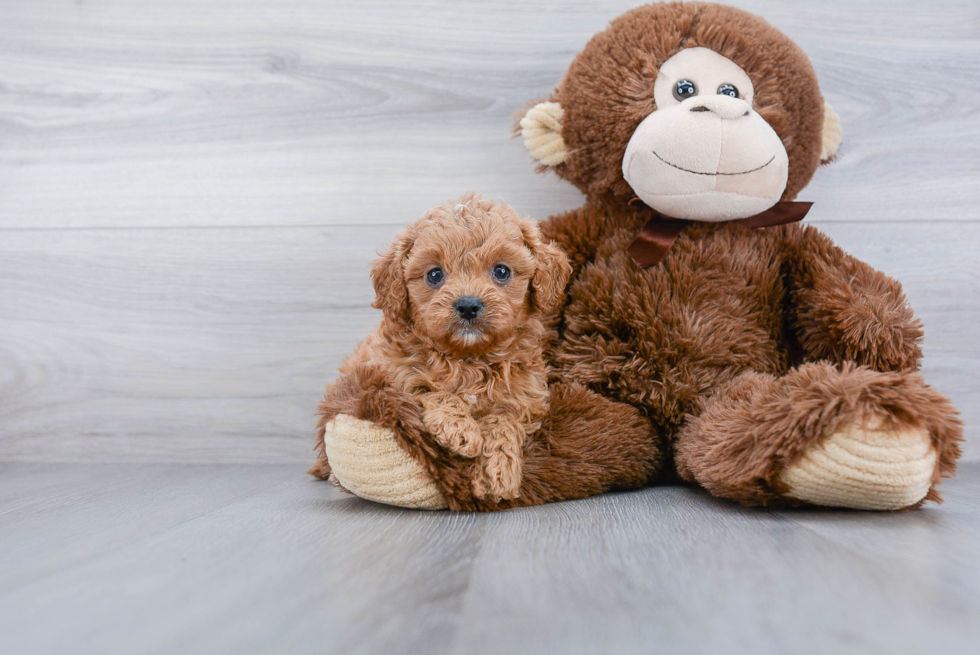 Happy Cavapoo Baby