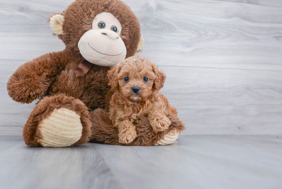 Hypoallergenic Cavoodle Poodle Mix Puppy