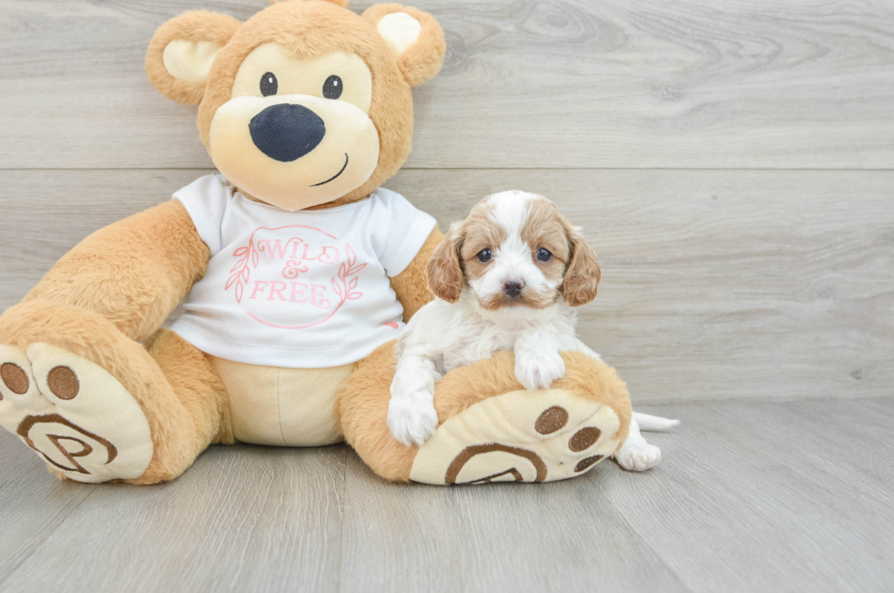 6 week old Cavapoo Puppy For Sale - Premier Pups