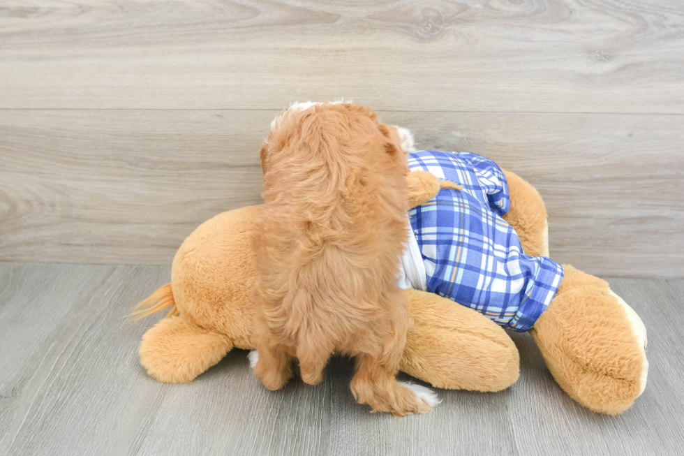 Playful Cavapoodle Poodle Mix Puppy