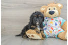 Cute Cavapoo Baby