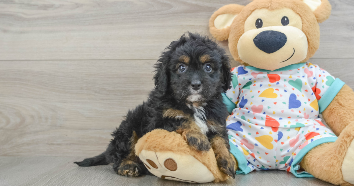 Petite Cavapoo Heather: 4lb 2oz Doodle Puppy
