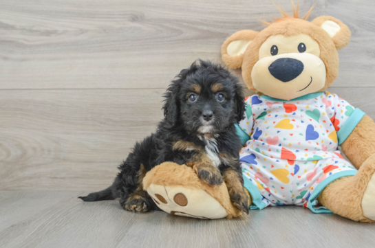 Cute Cavapoo Baby