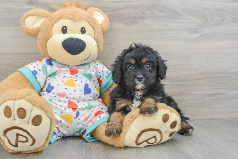 Funny Cavapoo Poodle Mix Pup