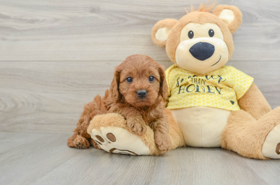 6 week old Cavapoo Puppy For Sale - Premier Pups