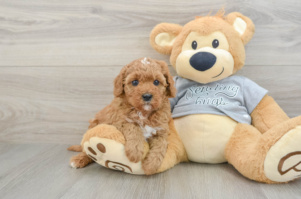 5 week old Cavapoo Puppy For Sale - Premier Pups