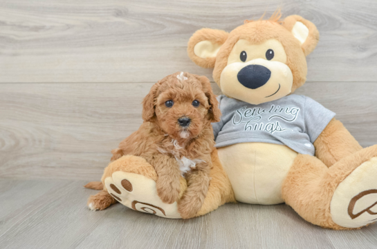 Playful Cavapoodle Poodle Mix Puppy
