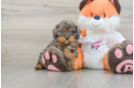 Cavapoo Pup Being Cute