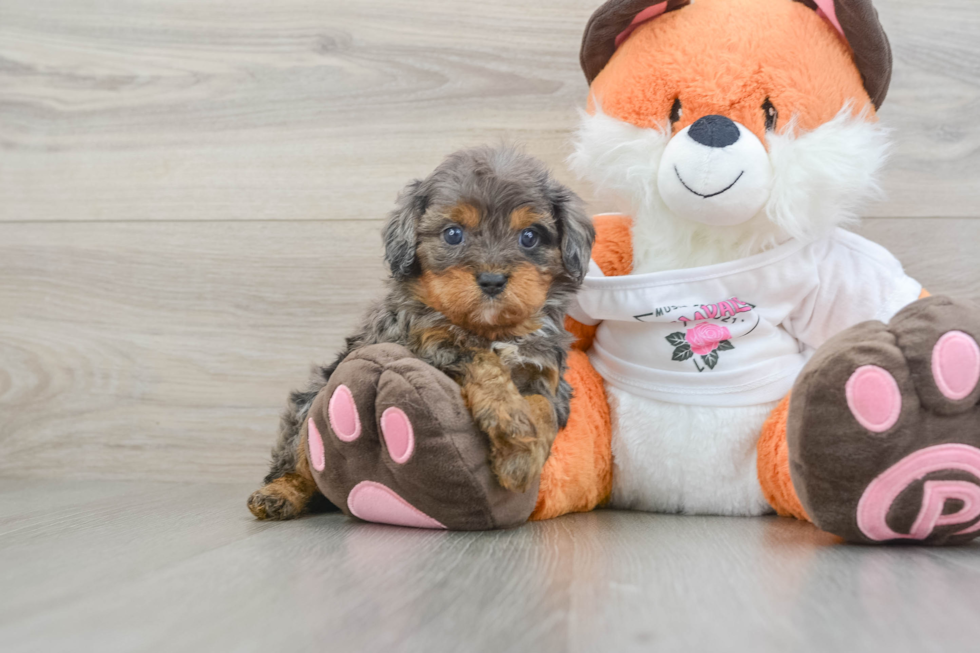 Cavapoo Pup Being Cute