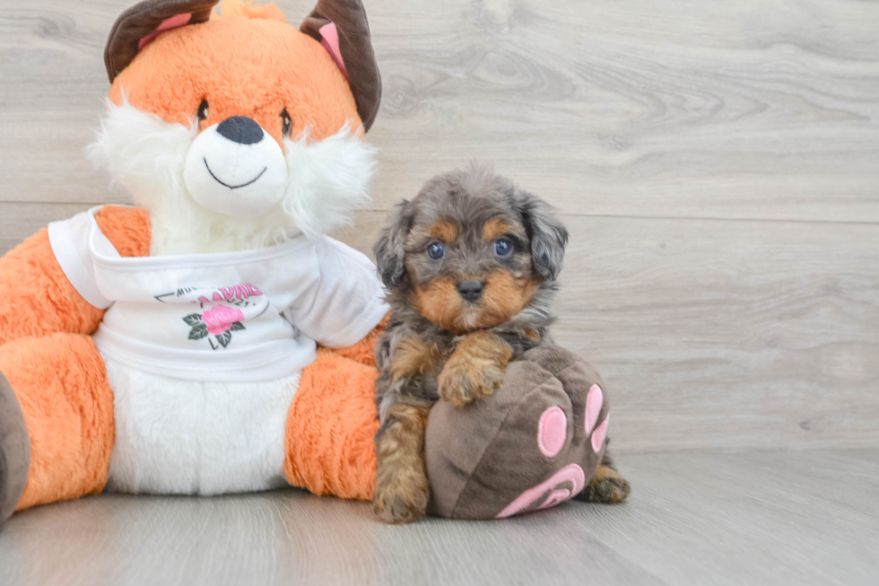 Cute Cavapoo Baby