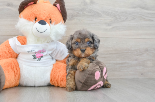 Cute Cavapoo Baby