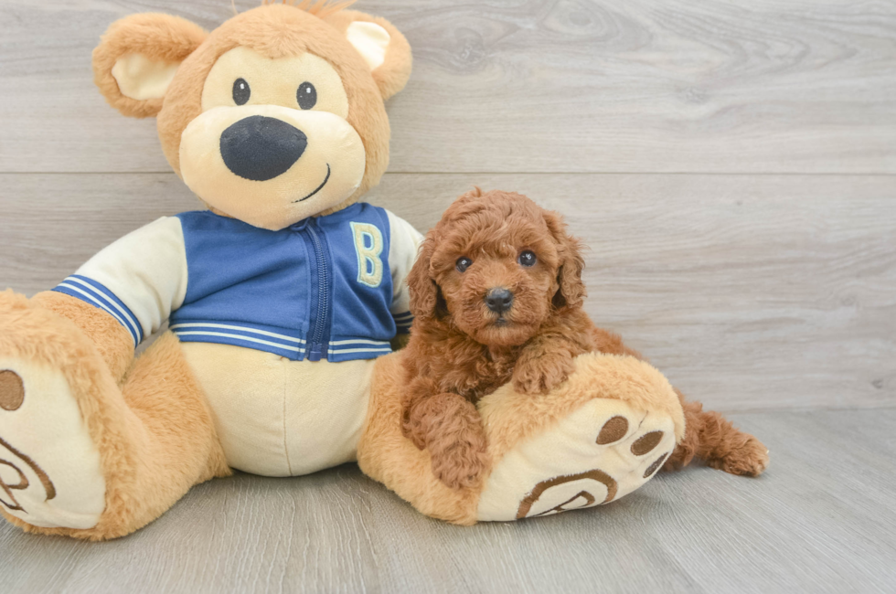 5 week old Cavapoo Puppy For Sale - Premier Pups