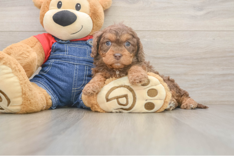 Cavapoo Puppy for Adoption